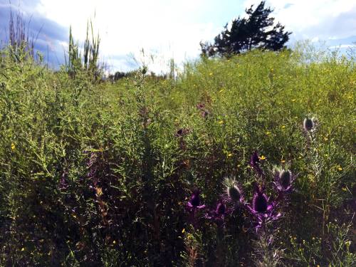 A vibrant field of green plants with purple thistles and wildflowers under a bright sky.