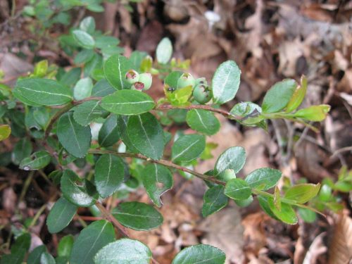 A close-up of a green plant with small leaves and unripe berries, surrounded by dry leaves on the ground.