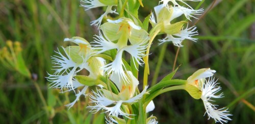 A close-up of a delicate white orchid with fringed petals, surrounded by green grass and foliage.