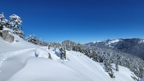 A snowy landscape with evergreen trees under a clear blue sky, showcasing a winding path through the winter scenery.