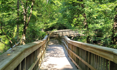 A wooden boardwalk winding through a lush green forest, surrounded by trees and sunlight.