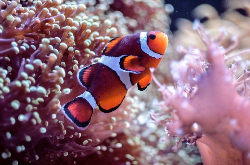 A vibrant clownfish swims among colorful coral in a clear underwater scene.