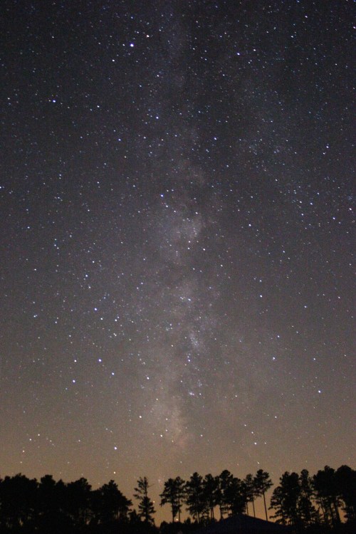 A starry night sky filled with stars and the Milky Way, silhouetted by dark tree outlines at the bottom.