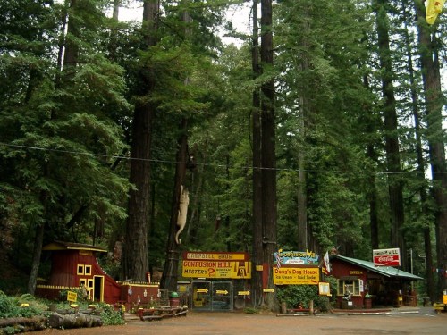 A whimsical roadside attraction surrounded by tall redwood trees, featuring colorful signs and buildings.
