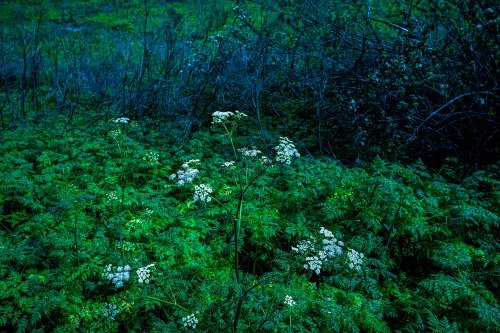 A lush, green landscape featuring delicate white flowers amidst dense foliage and dark, shadowy branches.