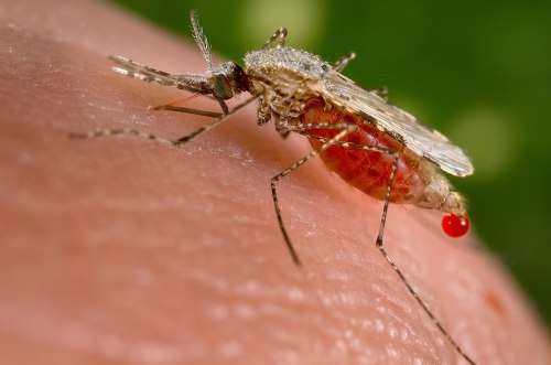 Close-up of a mosquito feeding on skin, with a droplet of blood visible on its abdomen.
