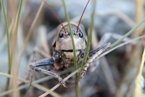 Close-up of a cricket among grass, showcasing its detailed features and antennae.