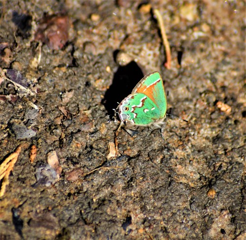 A small, colorful butterfly with green and orange wings resting on the ground.