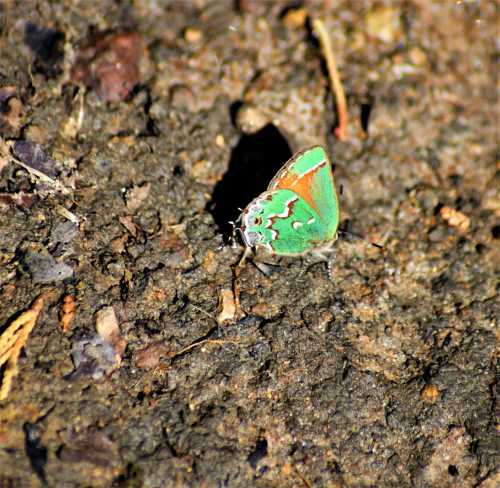 A small, colorful butterfly with green and orange wings resting on the ground.