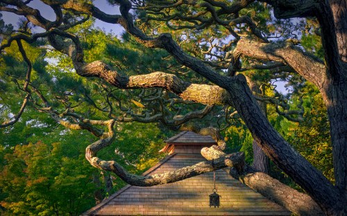 A twisted tree branches frame a rustic building, surrounded by vibrant green foliage in a serene outdoor setting.