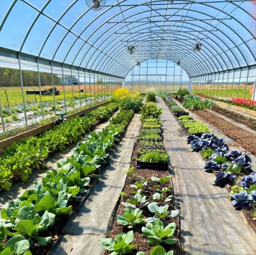 A bright greenhouse filled with rows of vibrant green plants and vegetables under a clear blue sky.