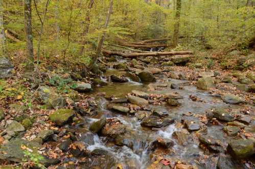 A serene forest stream flows over rocks, surrounded by autumn foliage and fallen logs in a tranquil woodland setting.