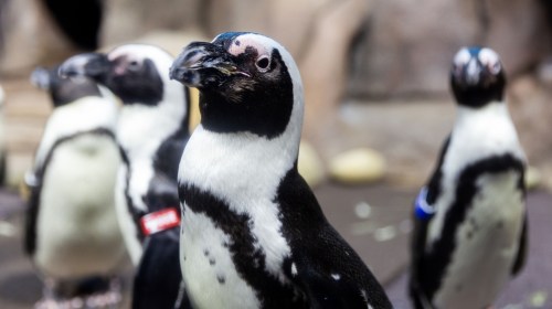 A close-up of a group of penguins, featuring black and white feathers and colorful identification bands on their flippers.
