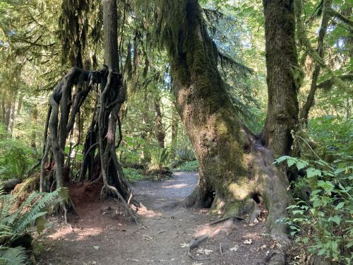 A forest path between two large, moss-covered trees with unique, twisted roots and lush greenery surrounding them.