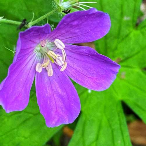 A close-up of a vibrant purple flower with delicate petals and yellow stamens, surrounded by green leaves.