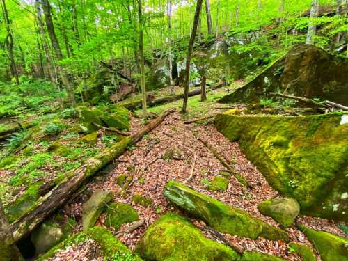 Lush green forest with moss-covered rocks, fallen logs, and a carpet of leaves on the forest floor.
