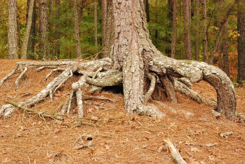 A close-up of a tree trunk with gnarled roots, surrounded by fallen pine needles and forest foliage.