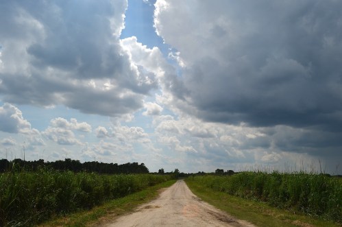 A dirt road stretches into the distance, flanked by tall grass under a cloudy sky.
