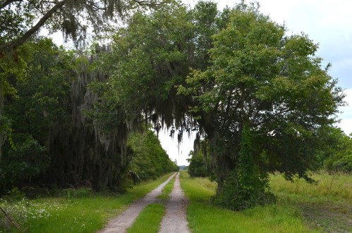 A dirt path lined by trees with Spanish moss creating a natural archway overhead.