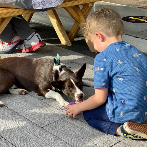 A child sits on the ground playing with a dog, both focused on a colorful toy. They are in a casual outdoor setting.