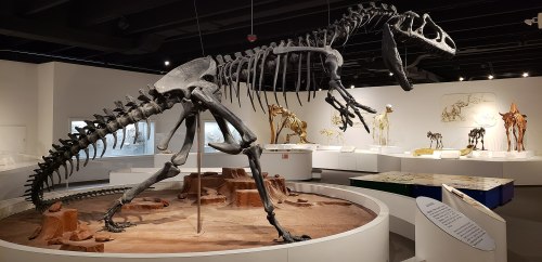 A dinosaur skeleton displayed in a museum, surrounded by other fossil exhibits and educational materials.