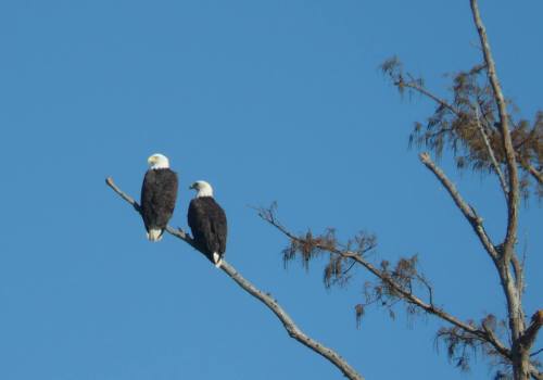 Two bald eagles perched on a bare branch against a clear blue sky.