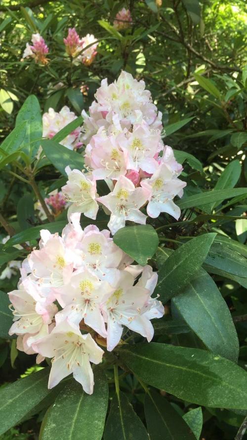 A cluster of pale pink rhododendron flowers surrounded by green leaves.