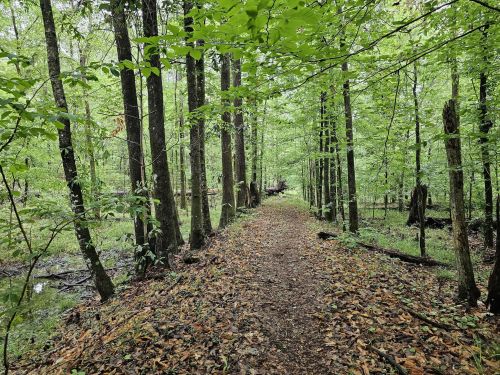 A serene forest path lined with tall trees and lush green foliage, with fallen leaves scattered on the ground.