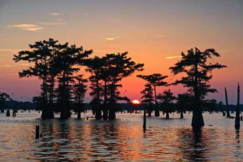 Silhouetted cypress trees reflect in calm water at sunset, with vibrant orange and purple hues in the sky.