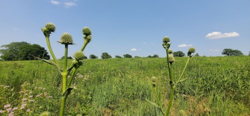 A sunny field with green plants and thistle-like flowers under a clear blue sky with a few clouds.