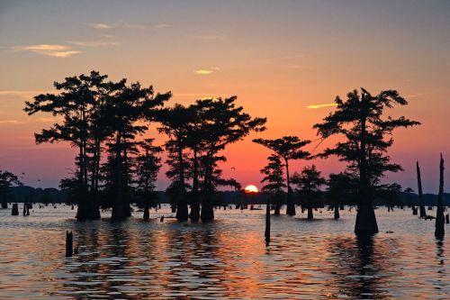 Silhouetted trees in a tranquil lake at sunset, with vibrant orange and purple hues reflecting on the water.