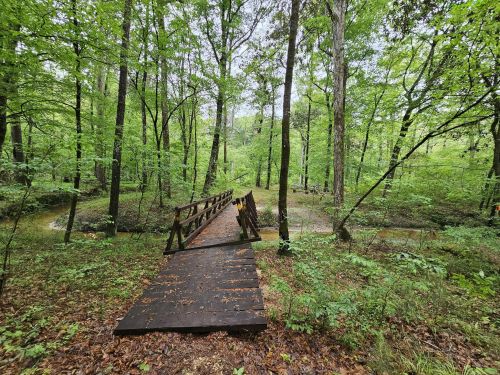 A wooden bridge crosses a small stream in a lush, green forest surrounded by trees and foliage.