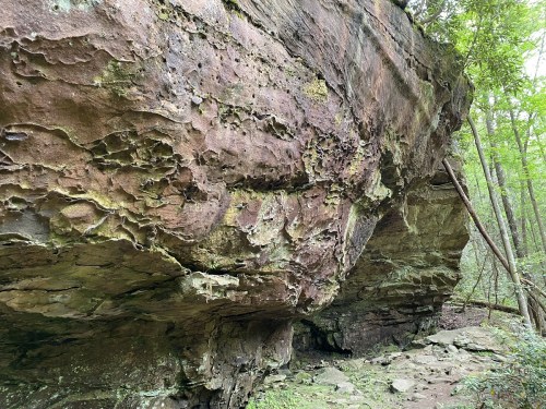 A large, textured rock formation surrounded by lush greenery in a forested area.