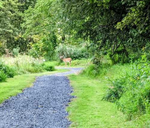 A deer stands on a gravel path surrounded by lush greenery and trees in a tranquil outdoor setting.