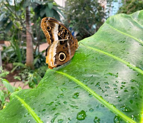 A brown butterfly with eye-like patterns rests on a large green leaf, surrounded by lush greenery and droplets of water.