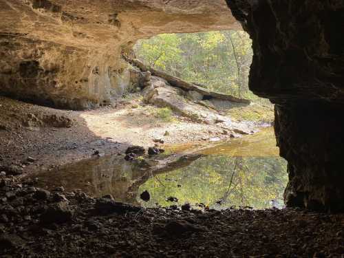 A cave entrance with sunlight illuminating a small pool of water and surrounding greenery.