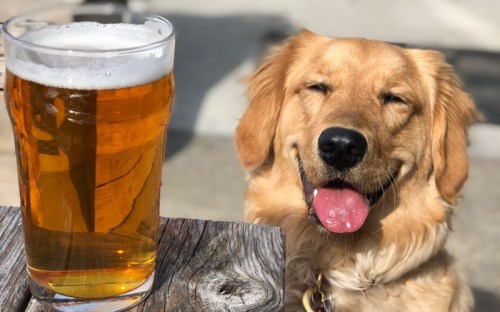 A golden retriever with a happy expression sits beside a glass of beer on a wooden table.