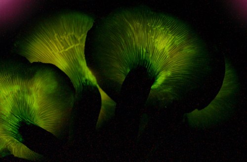 Glowing green mushrooms against a dark background, showcasing intricate gills and vibrant colors.