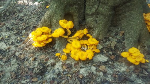 Bright yellow mushrooms cluster around the base of a tree, surrounded by fallen leaves and forest floor.