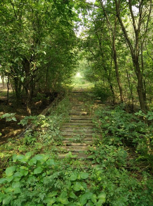 A narrow, overgrown path lined with trees and greenery, leading into a sunlit distance.