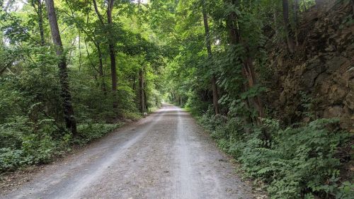 A serene dirt path surrounded by lush green trees and foliage, leading into a peaceful forest.