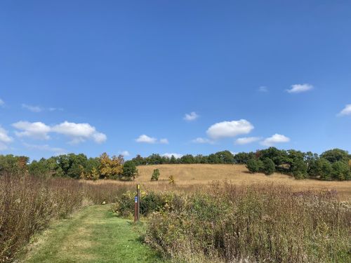 A grassy path leads to a golden field under a clear blue sky with a few fluffy clouds and trees in the background.