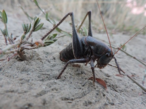 Close-up of a black cricket on sandy soil, surrounded by small plants and grass.