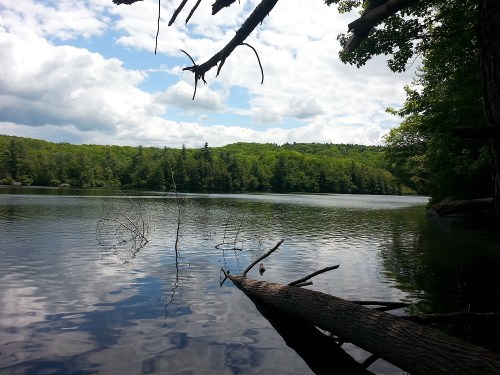 A serene lake surrounded by lush green trees under a partly cloudy sky, with a fallen log in the foreground.