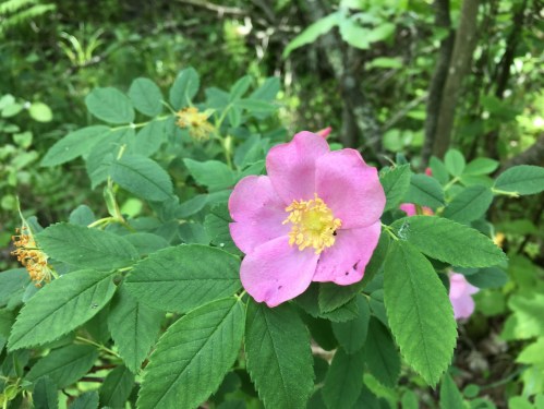 A pink flower with yellow center surrounded by green leaves in a lush, wooded area.