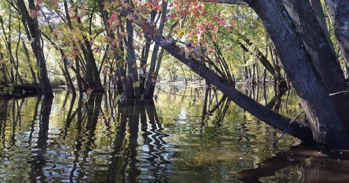 A serene landscape of trees with colorful leaves reflected in calm water, creating a peaceful autumn scene.