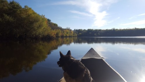 A dog sits in a canoe on a calm lake, surrounded by trees with autumn foliage under a clear blue sky.