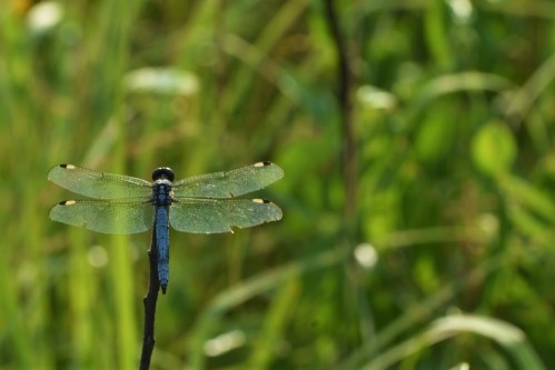 A blue dragonfly perched on a thin stick, surrounded by lush green grass and foliage.