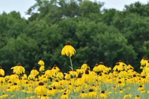 A field of vibrant yellow flowers with dark centers, set against a backdrop of lush green trees.