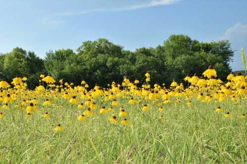 A vibrant field of yellow flowers with a backdrop of green trees under a clear blue sky.